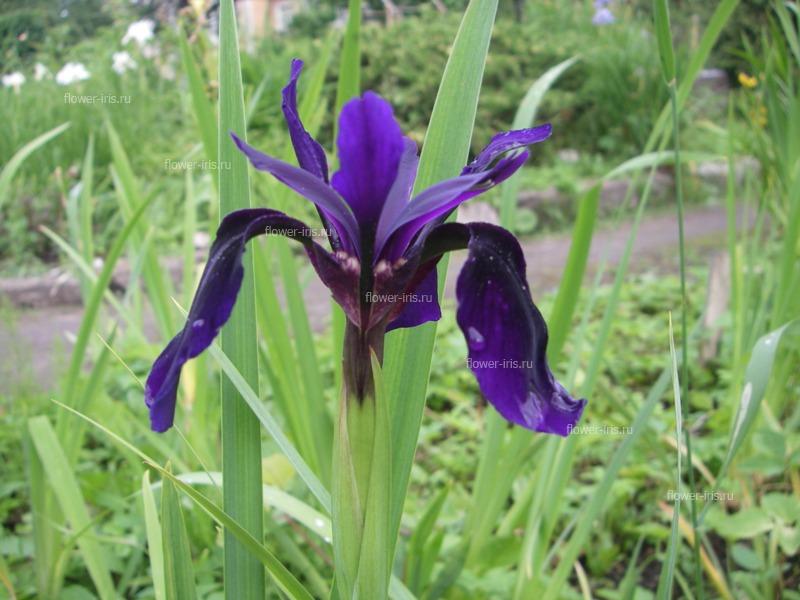 Iris chrysographes Dykes